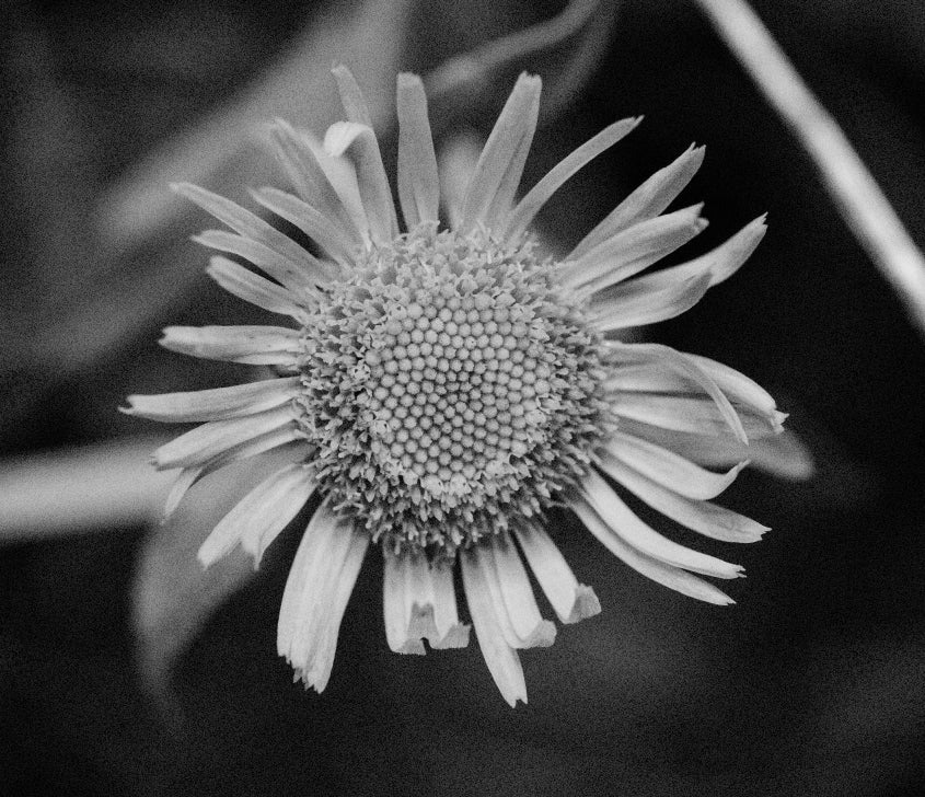 Laboris nisi ut aliquip ex ea commodo consequat eiusmod tempor2