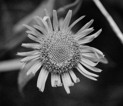 Laboris nisi ut aliquip ex ea commodo consequat eiusmod tempor2